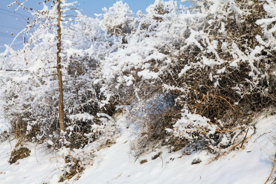 冬季雪地草丛