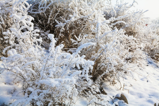 冬季雪地草丛