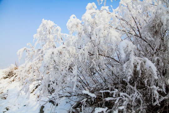 冬季雪地草丛