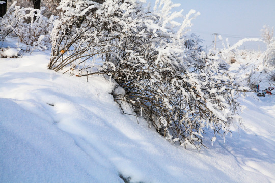 冬季雪地草叢