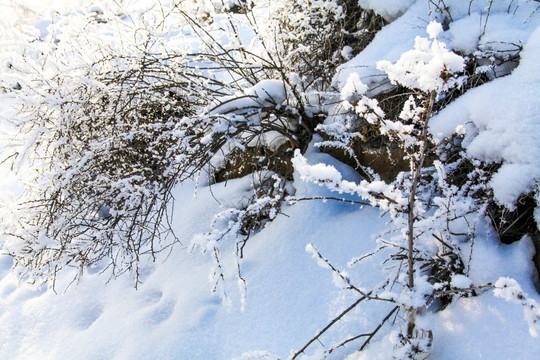 冬季雪地草丛