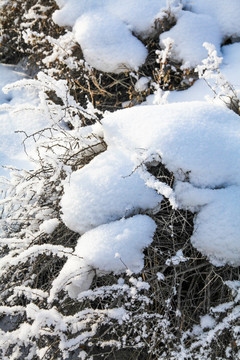 冬季雪地草丛