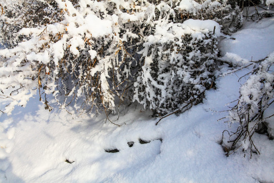 冬季雪地草丛