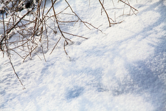 冬季雪地草丛