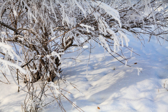 冬季雪地草丛