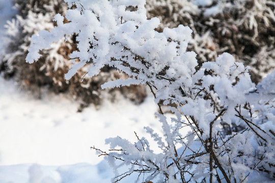 冬季雪地草丛