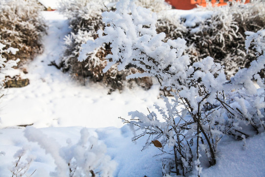 冬季雪地草丛