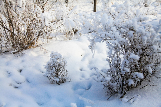 冬季雪地草丛