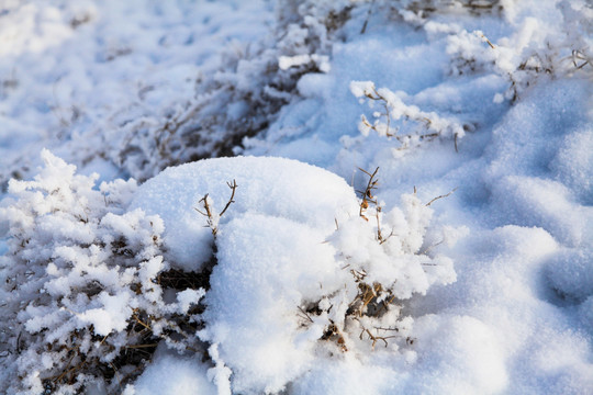 冬季雪地草丛