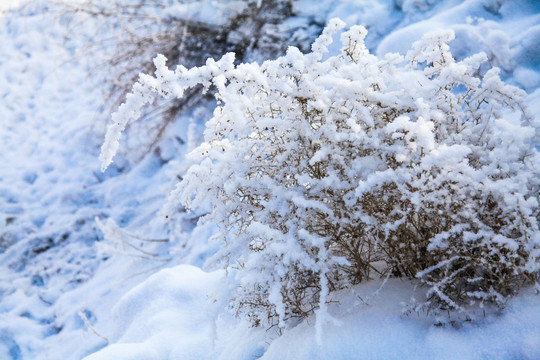 冬季雪地草叢
