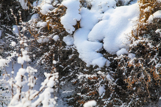 冬季雪地草叢