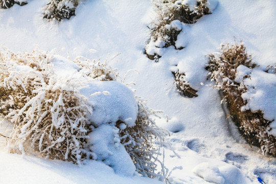 冬季雪地草丛