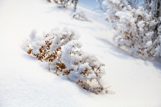 冬季雪地草丛