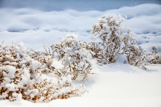 冬季雪地草丛