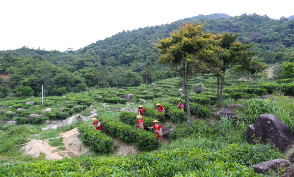 东水山茶 茶园