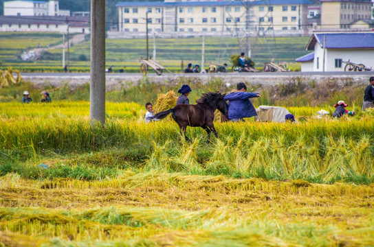 田野