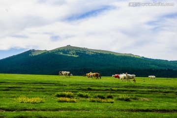 草原风光