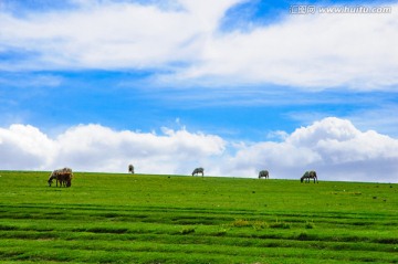 草原风光