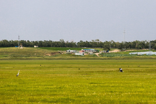 沽源坝上草原天鹅湖湿地