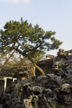 苏州园林 太湖石假山 松树