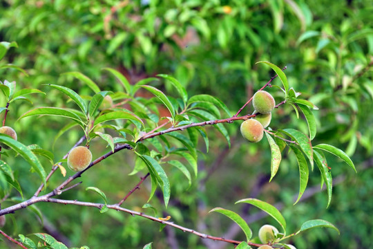 桃子 桃园 果树