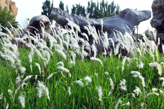 芦花 芦苇 茅草