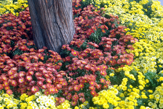 麦秆菊