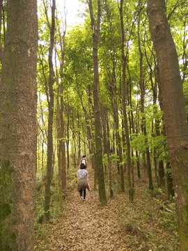 寂静山林