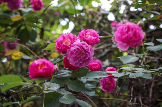 蔷薇花枝