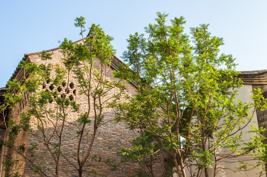 建筑与植物