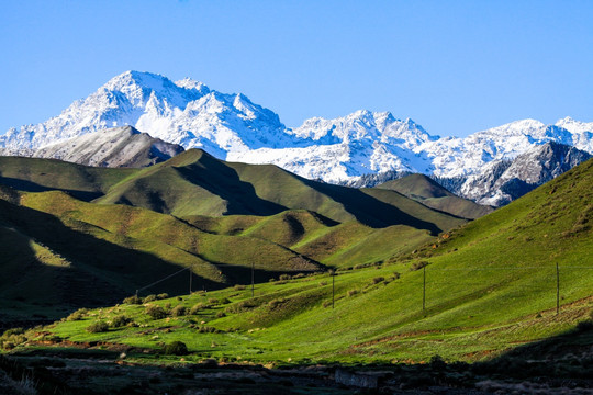 春季天山山脉牧场放牧