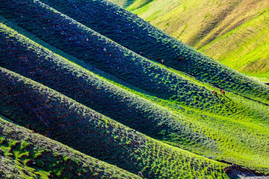 春季天山山脉