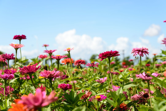 花海