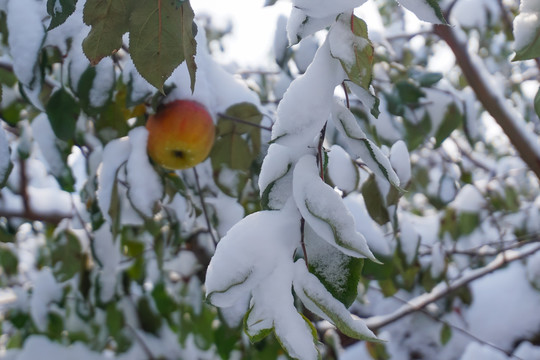 雪中红苹果