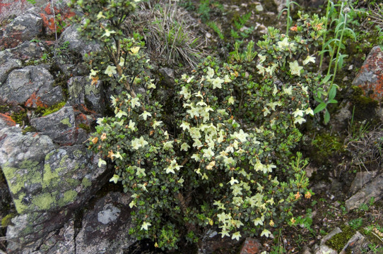 高山花卉