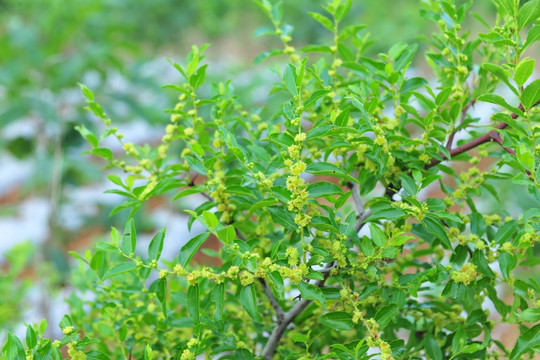 枣树开花