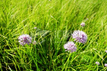 野韭菜花