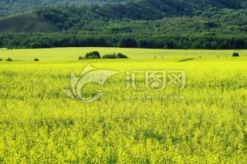 油菜花