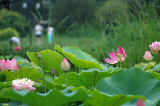 莲花池公园