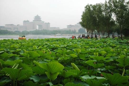 莲花池公园