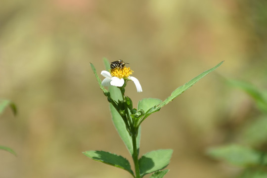 高清采花的蜜蜂