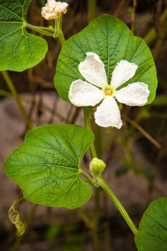 葫芦花