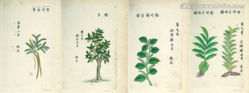 本草圖譜