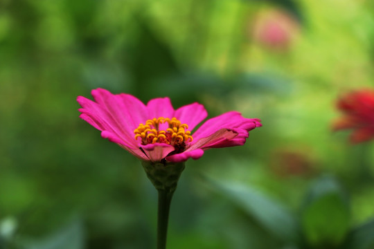 一朵菊瓣花