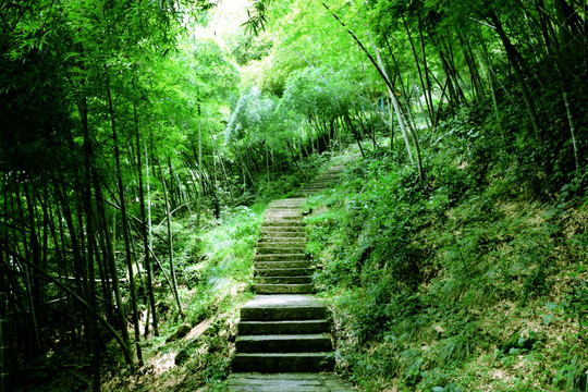 登山台阶 竹林