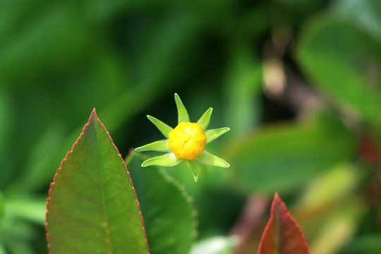 黄色小花苞