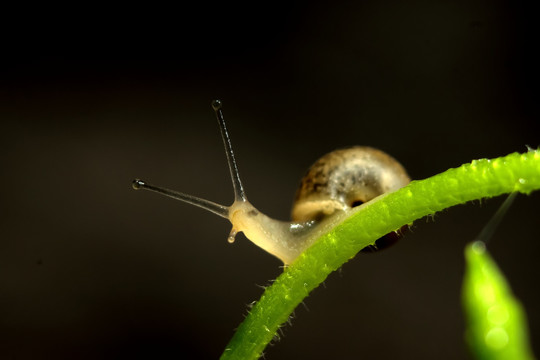 藤蔓与蜗牛