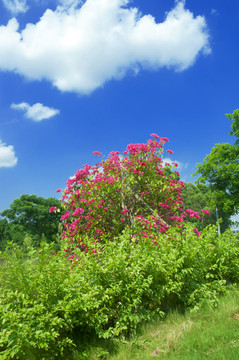 花草绿丛