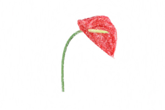 油畫(huà)風(fēng)格的火鶴花