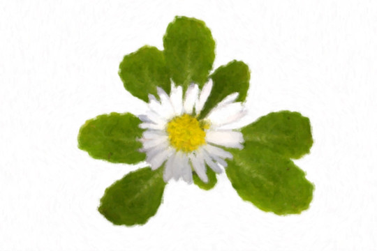 油畫風(fēng)格的雛菊